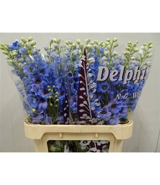 SLF Delph El Dewi Azul Light Blue ( x 10 )