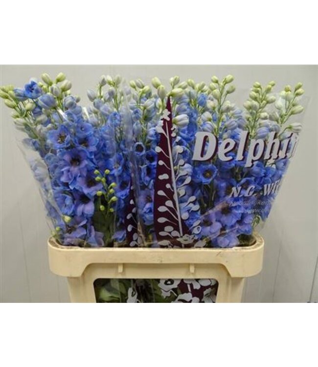 Delph El Dewi Azul Light Blue ( x 10 )
