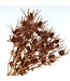 Eryngium dried flowers | Copper-coloured with Glitter | Length ± 55 centimetres | Available to order per 5 stems