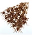 Eryngium dried flowers | Copper-coloured with Glitter | Length ± 55 centimetres | Available to order per 5 stems