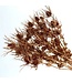 Eryngium dried flowers | Copper-coloured with Glitter | Length ± 55 centimetres | Available to order per 5 stems