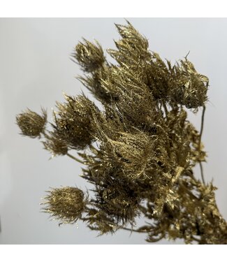 MyFlowers Eryngium fleurs séchées | Or avec paillettes | Longueur ± 55 centimètres | Par 5 tiges
