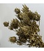 Eryngium dried flowers | Gold with Glitter | Length ± 55 centimetres | Available per 5 stems