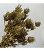 Eryngium dried flowers | Gold with Glitter | Length ± 55 centimetres | Available per 5 stems