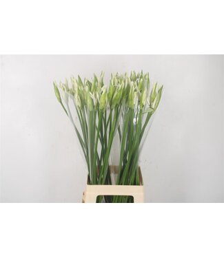 SLF Ne Bo Adele White ( x 10 )