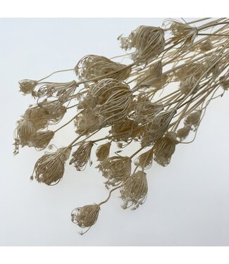 Dolce Vita Bleached Ammi Majus branched | Length ± 70 centimetres | Per 10 stems