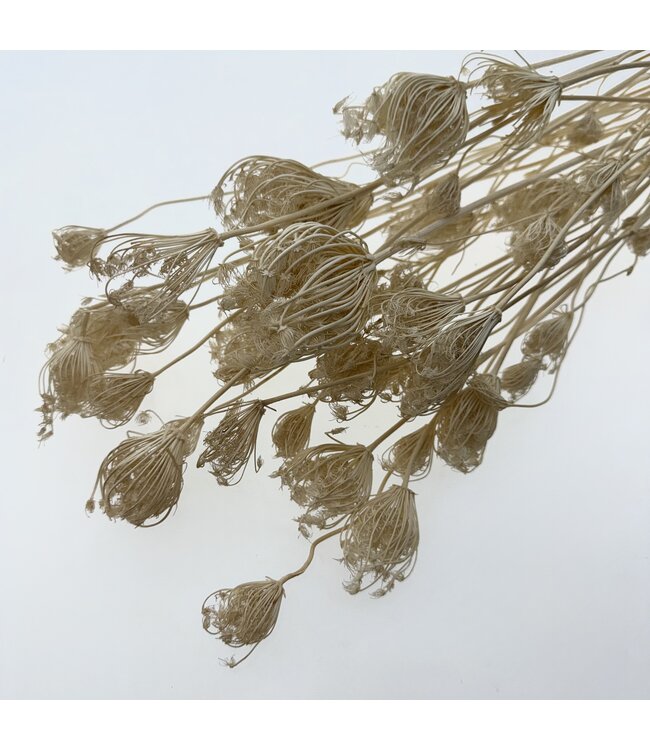 Bleached Ammi Majus branched | Length ± 70 centimetres | Available to order per 10 stems