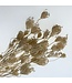 Bleached Ammi Majus branched | Length ± 70 centimetres | Available to order per 10 stems