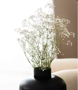 MyFlowers Natural white dried Gypsophila | White Gypsophila dried flowers | Length ± 60 cm | Per bunch of 5 branches