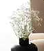 Natural white dried Gypsophila | White Gypsophila dried flowers | Length ± 65 cm | Order per bunch of 5 branches