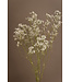 Natural white dried Gypsophila | White Gypsophila dried flowers | Length ± 65 cm | Order per bunch of 5 branches