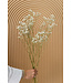 Natural white dried Gypsophila | White Gypsophila dried flowers | Length ± 65 cm | Order per bunch of 5 branches