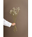 Natural white dried Gypsophila | White Gypsophila dried flowers | Length ± 65 cm | Order per bunch of 5 branches