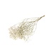 Natural white dried Gypsophila | White Gypsophila dried flowers | Length ± 65 cm | Order per bunch of 5 branches