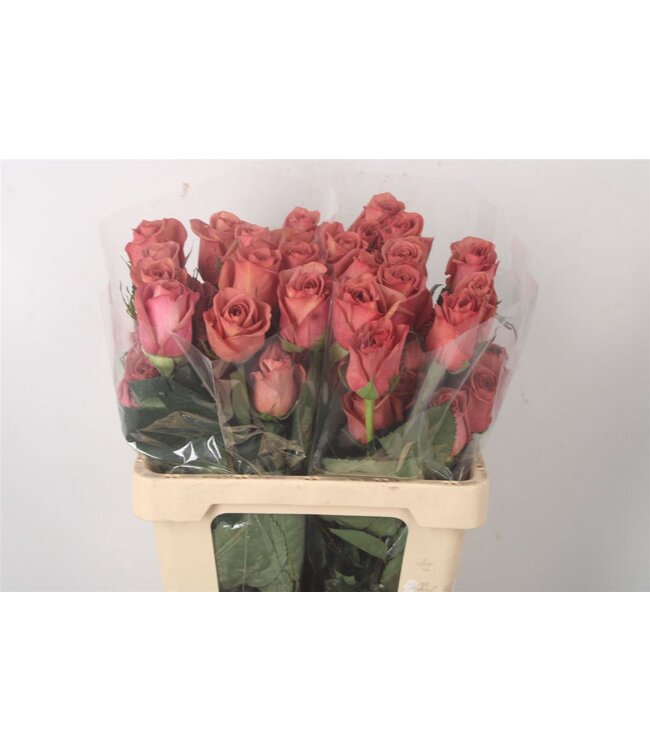 Pink red fresh roses Barista | Length 50 centimetres | Available to order per 25 roses
