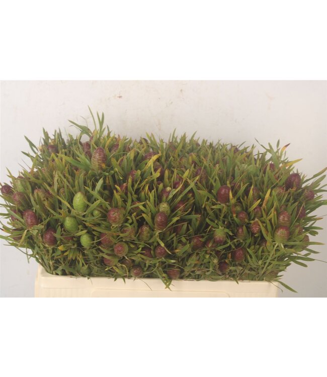 Kaaps Strictum Cone ( x 10 )