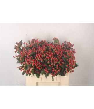 SLF Hyp Coco Rio Red Spray Nl. ( x 35 )
