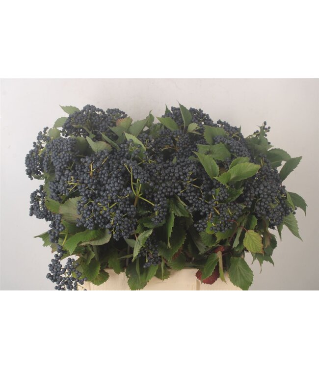 Viburnum Dark Blue Herman ( x 10 )
