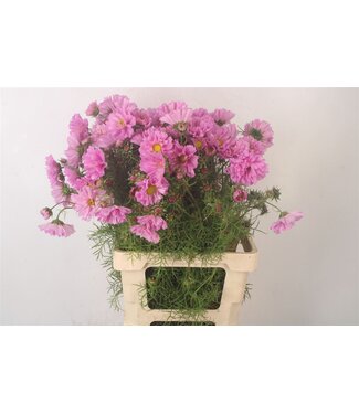 SLF Cosmos Bipinnatus ( x 50 )
