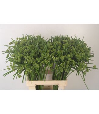 SLF Cyperus Glaber ( x 50 )