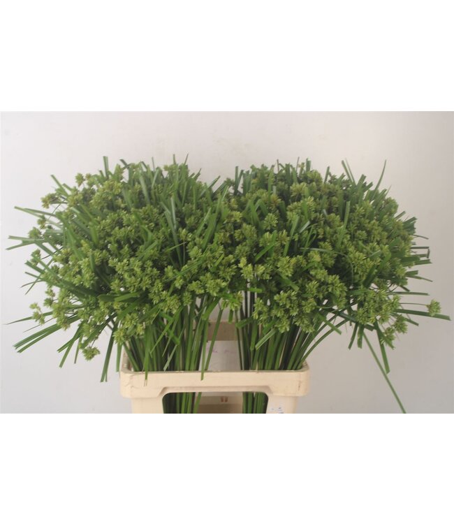 Cyperus Glaber ( x 50 )