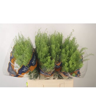 SLF Lepidium Green Bell X100 ( x 100 )