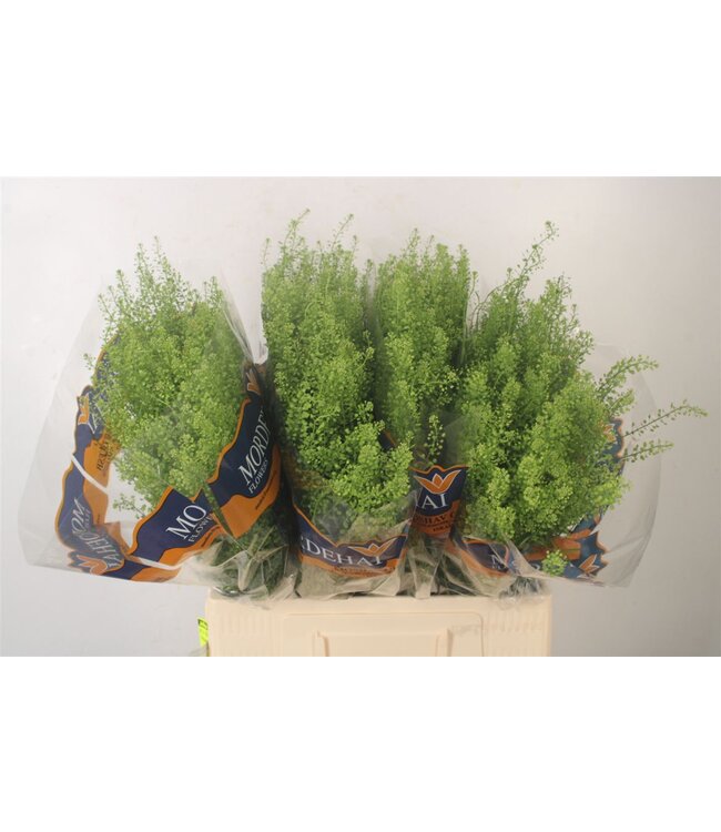 Lepidium Green Bell X100 ( x 100 )