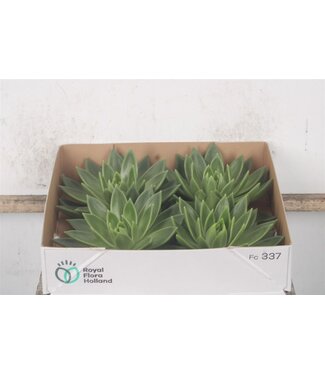 SLF Echeveria Miranda X4 ( x 4 )
