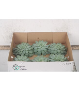 SLF Echeveria Zonnenstraal X6 ( x 6 )