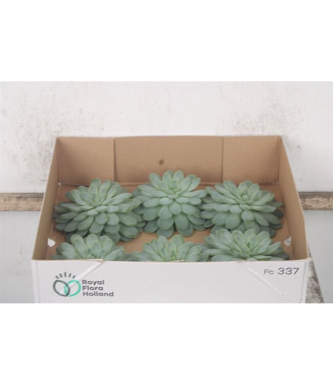 Echeveria Zonnenstraal X6 ( x 6 )
