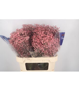 SLF Gyps Klb Peach ( x 25 )
