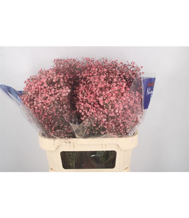 Gyps Klb Peach ( x 25 )