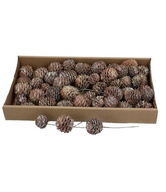 4A Naturbraune Glabrum Kiefernzapfen Steckdekoration | Pro 50 Stück