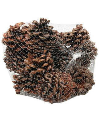 4A Pommes de pin naturelles Pinus Pinea | Diamètre 9 centimètres | Par 15 pièces