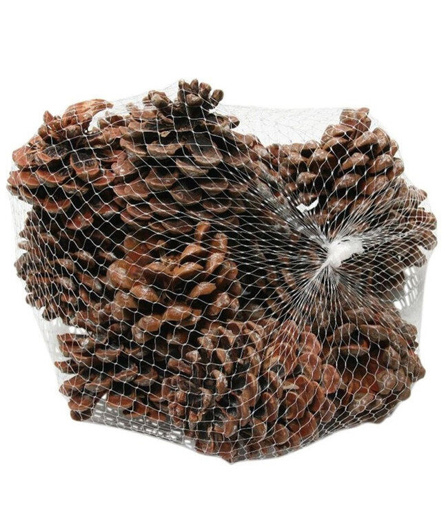 Pommes de pin Pinus Pinea naturelles brunes | Diamètre 9 centimètres | Commande par 15 pièces