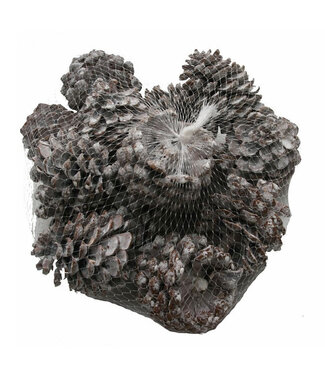 4A Pommes de pin Pinus Pinea naturelles brunes | Diamètre 9 centimètres | Par 15 pièces