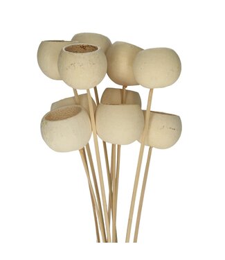 4A Naturfarbene cremefarbene getrocknete Bellgums mit Stecker | Länge 50 Zentimeter | Pro 10 Zweige