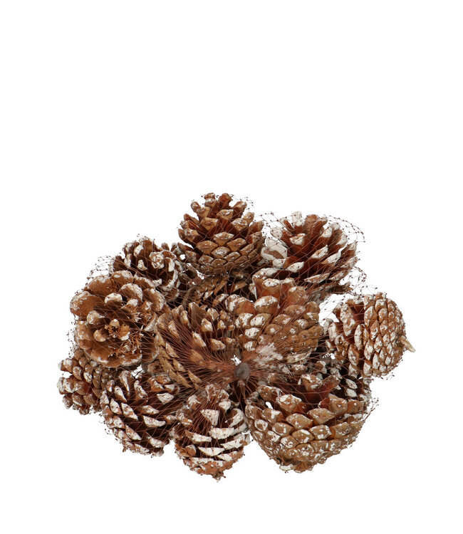 Pommes de pin Sylvester naturelles brunes et blanches | À commander par 200 grammes