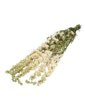 4A Naturelles Delphinium blanches séchées | Fleurs séchées de Pied-d'alouette | Longueur 65 - 70 centimètres | 10 tiges par bouquet | Par bouquet