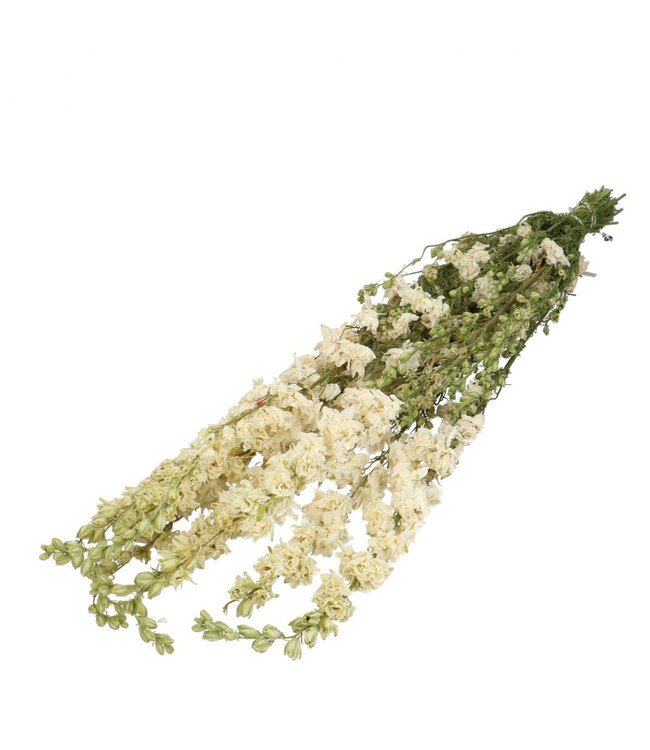 Delphinium blanc séché naturel | Fleurs séchées de Pied d'alouette | Longueur 65 - 70 centimètres | 10 tiges par bouquet | À commander par bouquet