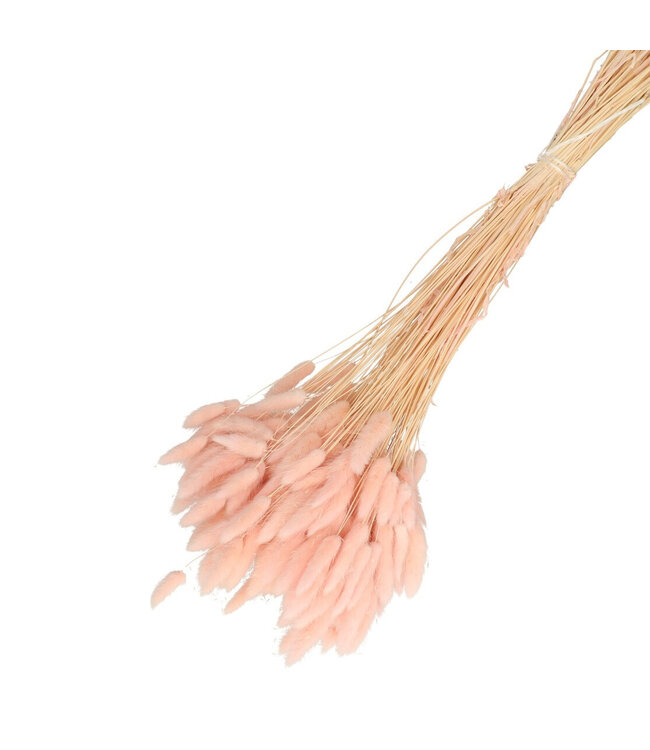 Light pink dried Bunny Tails | Lagurus dried flowers | Length 65 centimetres | Weight 100 grams | Available per bunch