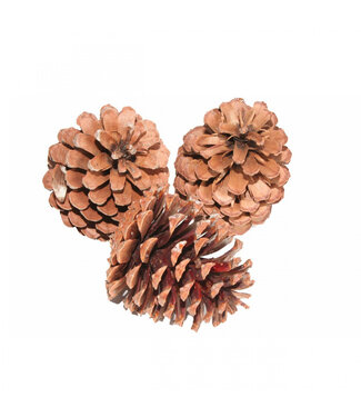 4A Pommes de pin Maritima naturelles | Longueur 10 - 12 centimètres | Par 15 pièces