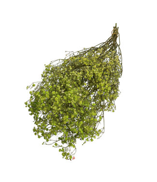 4A Apple green dried Baby's Breath | Gypsophila dried flowers | Length 70 centimetres | Weight 50 grams | Per bunch