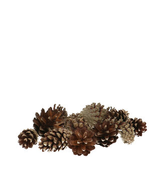 4A Pommes de pin Sylvester naturelles brunes | Par 5 kilos