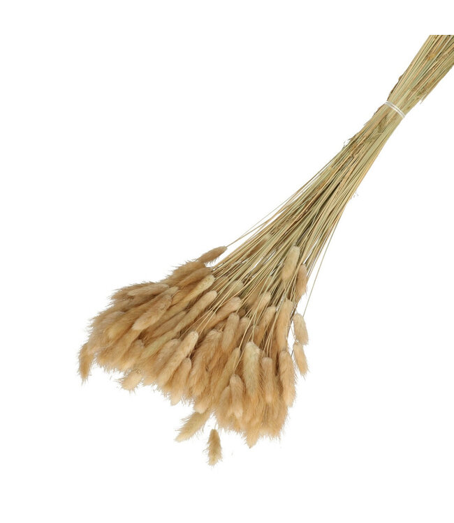 Natural Dried Bunny Tails | Lagurus Dried Flowers | Length 65 centimetres | Weight 100 grams | Available per bunch