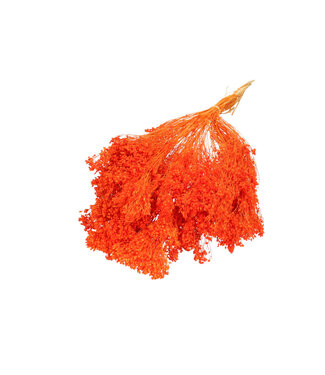 4A Orange dried Broom Bloom | Broom dried flowers | Length 50 - 55 centimetres | Per bunch
