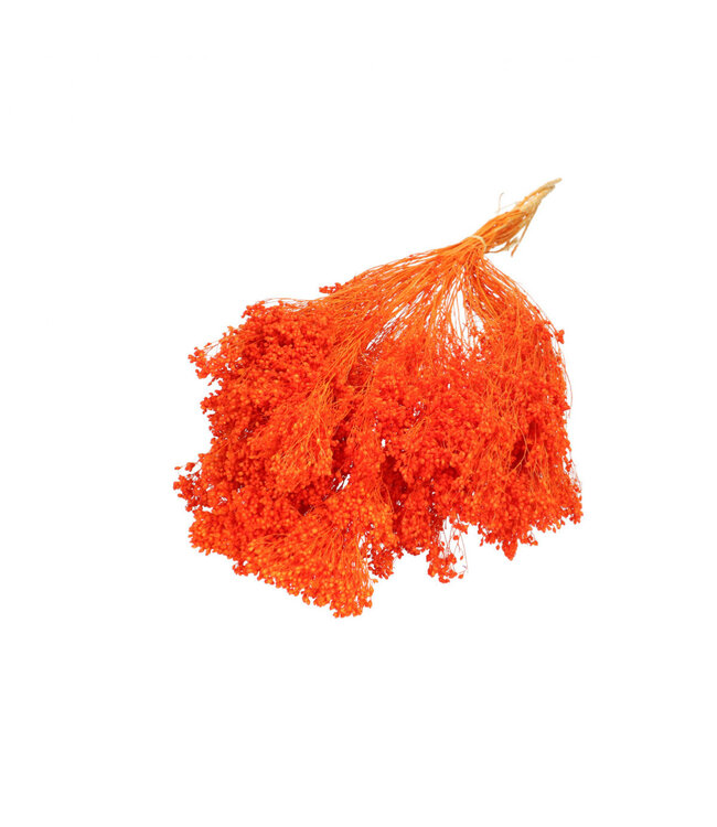 Orange dried Broom Bloom | Broom dried flowers | Length 50 - 55 centimetres | Available per bunch