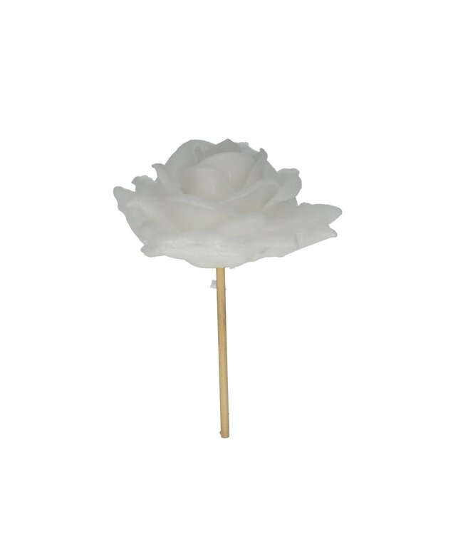 Natural white wash Rose Bijsteker | Diameter 10 centimetres | Available to order per 12 pieces