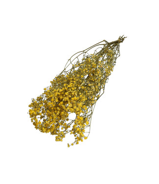 4A Yellow dried Baby's Breath | Gypsophila dried flowers | Length 70 centimetres | Weight 50 grams | Per bunch