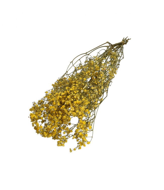 Yellow dried Baby's Breath | Gypsophila dried flowers | Length 70 centimetres | Weight 50 grams | Available per bunch